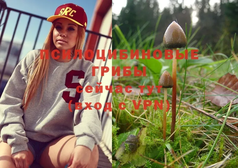 продажа наркотиков  Слюдянка  Псилоцибиновые грибы Psilocybine cubensis 